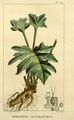 Flore médicale des Antilles, ou, Traité des plantes usuelles (Pl. 207) (8182110630).jpg