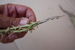Section of the taproot of a chickpea plant affected by "Fusarium solani" f.sp. "pisi." Cortical reddening caused by the colonization of fungal hyphae.
