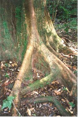 Geissois benthamiana - buttress roots Sept 17 1995.jpg