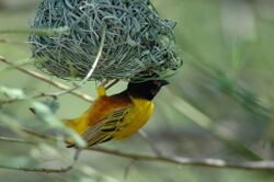 Yellow weaver (bird) with black head hangs an upside-down nest woven out of grass fronds.