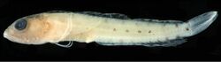 Haptoclinus dropi holotype, USNM 414915 - ZooKeys-306-071-g001-bottom.jpeg