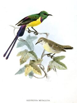 Hedydipna metallica Keulemans.jpg