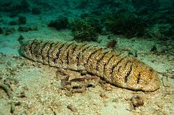 Holothuria fuscopunctata in situ.JPG