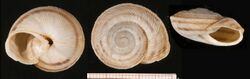 Iberus marmoratus rositai shell.jpg