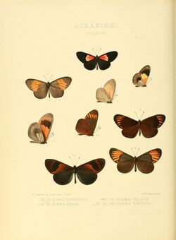 Illustrations of new species of exotic butterflies Acræa VI.jpg