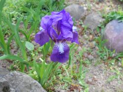 Iris aphylla ssp. hungarica 2016-05-09 0020.jpg