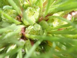 Isoetopsis graminifolia P6130324.jpg