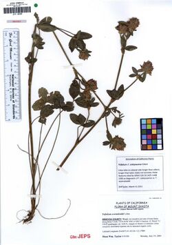 JEPS109396 Trifolium siskiyouense (5577546792).jpg