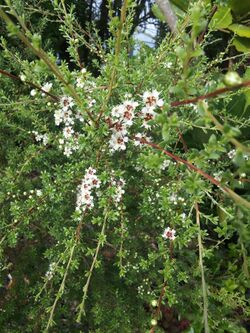 Kunzea amathicola.jpg