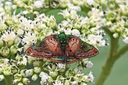 Lampeto metalmark (Caria mantinea lampeto).jpg