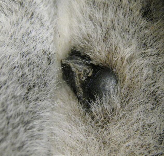 File:Lemur catta spur and antebrachial gland.jpg