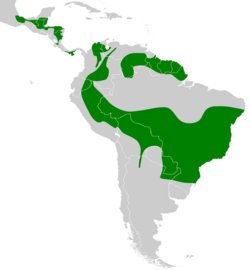 Leptopogon amaurocephalus map.svg