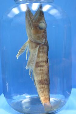 Mackerel Icefish (Champsocephalus gunnari).jpg