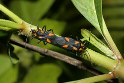 Mating bugs on milkweed.JPG