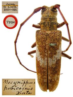 Mecynippus pubicornis Bates, 1884 (Cerambycidae Lamiinae). Type (10814630734).jpg