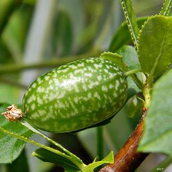 Melothria pendula (Creeping Cucumber Fruit) (7307068584).jpg