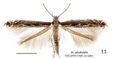 Micrurapteryx salicifoliella.JPG