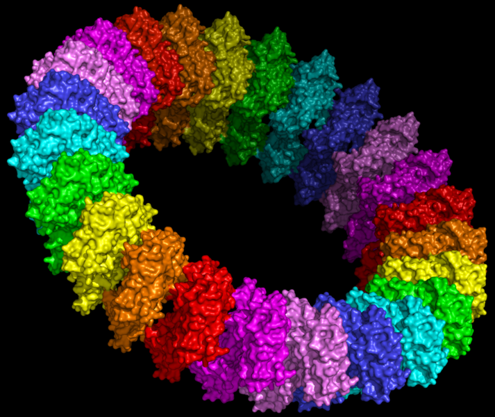 File:Molecular model of the pre-pore form of a MACPF protein based upon the structure of pneunolysin.png