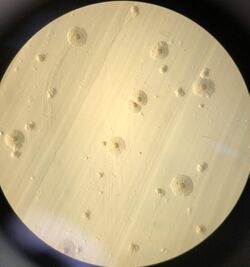 Mycoplasma Howe Bovine Mastitis 2022.jpg