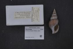 Naturalis Biodiversity Center - RMNH.MOL.202774 1 - Plicifusus kroeyeri (Moeller, 1842) - Buccinidae - Mollusc shell.jpeg