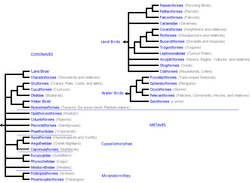 Neoaves Alternative Cladogram.png