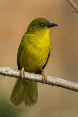 Olive-green Tanager - Itatiaia - Brazil MG 1112 (22625923163).jpg