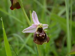 Ophrys holosericea flower.JPG