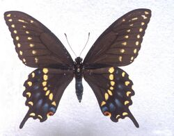 Papilio joanae male.jpg