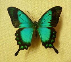 Papilio lorquinianus-Musée zoologique de Strasbourg.jpg
