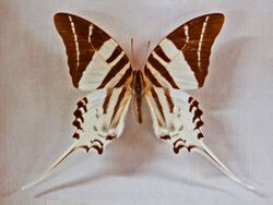 Papilionidae - Graphium androcles.JPG