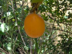 Passiflora Edulis - fruit.JPG