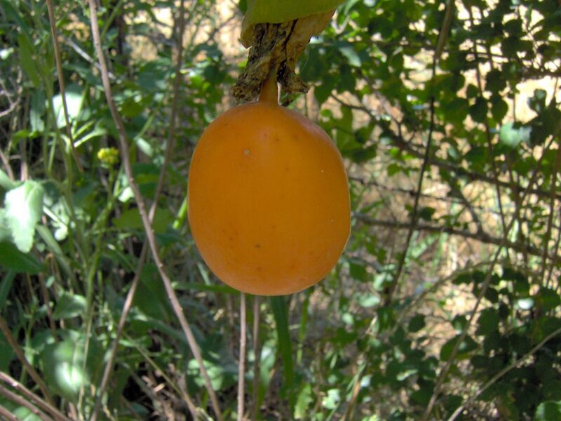 File:Passiflora Edulis - fruit.JPG