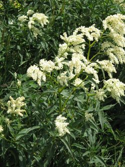 Persicaria alpina001.jpg