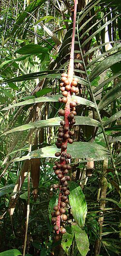 Pholidostachys dactyloides, fruit of the Rabo de Gallo palm (11164033154).jpg