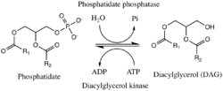 Phosphatidate phosphatase reaction.png