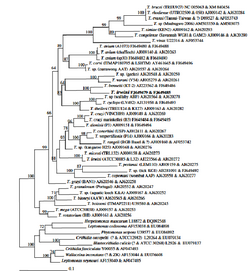 Phylogenetic tree 3.png