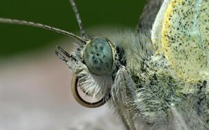 Closeup of butterfly head showing eyes, antenna, coiled proboscis, and palpi.