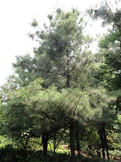 Pinus armandii - Kunming Botanical Garden - DSC02782.JPG