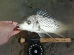 Small-spotted grunter caught by the mouth