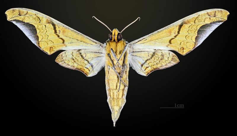 File:Protambulyx astygonus MHNT CUT 2010 0 34 Farreira de Teresópolis (Rio de Janeiro) ventral.jpg