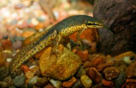 The Easter newt swimming