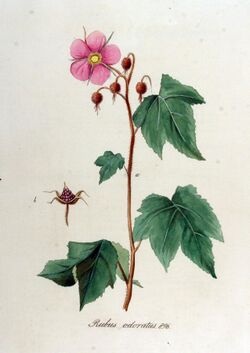 Rubus odoratus — Flora Batava — Volume v12.jpg