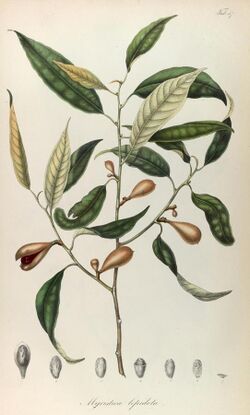 Rumphia, sive, Commentationes botanicæ imprimis de plantis Indiæ Orientalis (8329510913).jpg