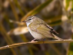 Sakhalin Leaf-warbler.jpg