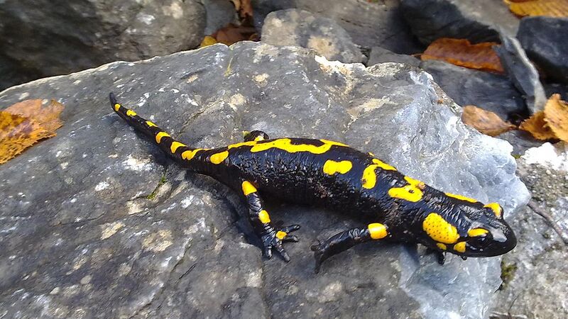 File:Salamander-olympus.jpg