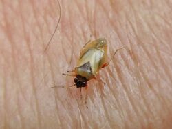 Salicarus roseri (Miridae sp.), Arnhem, the Netherlands - 3.jpg