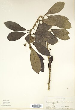 Saurauia sparsiflora.jpg