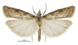 Scoparia dryphactis male.jpg