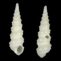 Seashell Cyclonidea dondani.jpg