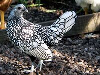 Silver Sebright hen.jpg